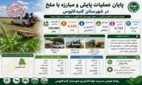پایان عملیات پایش و مبارزه با ملخ در شهرستان گنبد کاووس